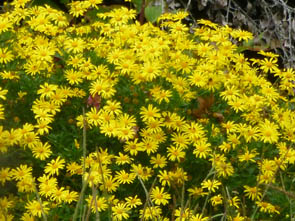 Euryops chrysanthemoides